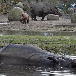 Mud Rhino and Family