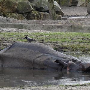 Mud Rhino and Friend