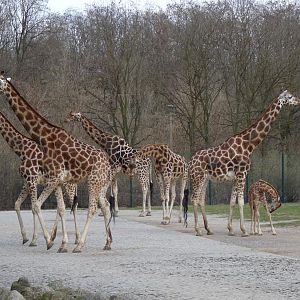 Giraffe Herd