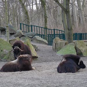 Musk Oxen