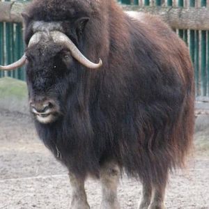 Musk Ox