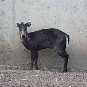Tufted Deer male
