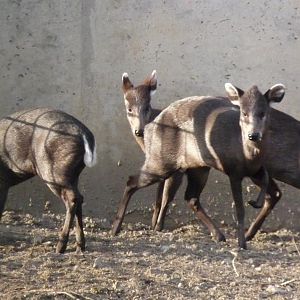 Tufted Deer Group