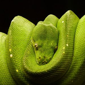 Green Tree phyton
