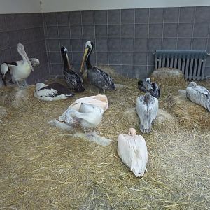 View into the pelican house