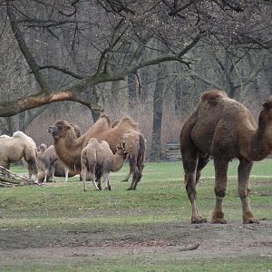 Droemdary and Bactrian camles