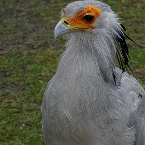 Secretary bird