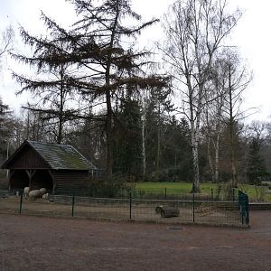 Sheep enclosure in childrens zoo