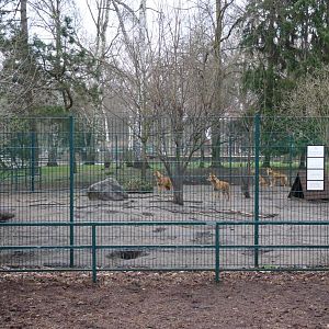 Dingo enclosure in childrens zoo