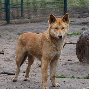 Australian Dingo