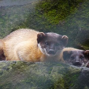 Indian martens