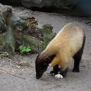 Indian marten