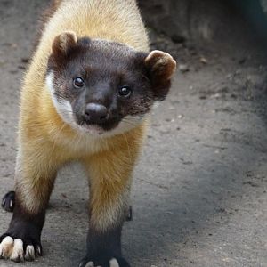 Indian marten