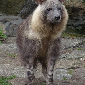 Brown hyena
