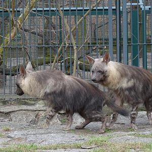 Pair of Brown hyenas