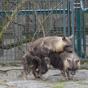 Hope for the Future ?