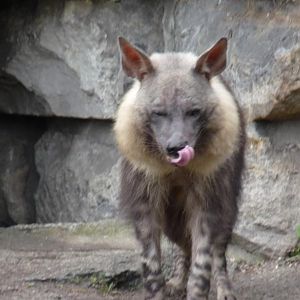 Brown hyena