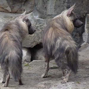 Brown hyenas