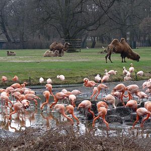 Flamingos and bactrian camles
