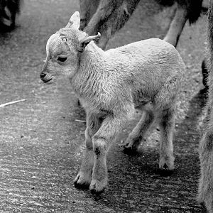 BARBARY LAMB