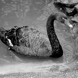Black Swan