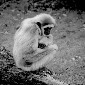 Lars Gibbon and Young