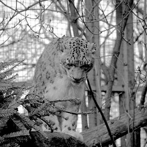 Male Snow Leopard