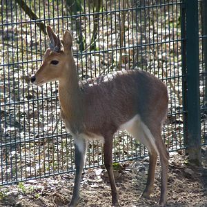 Mountain Reedbuck