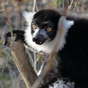 Black and White Ruffed Lemur