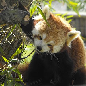 Red Panda