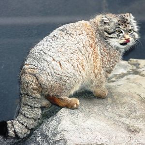 Pallas' cat; Sandwich; 31st March 2010