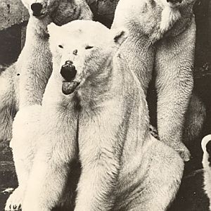 Polar Bears