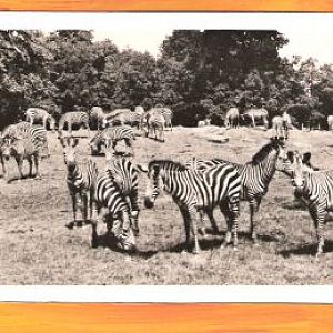 Zebras