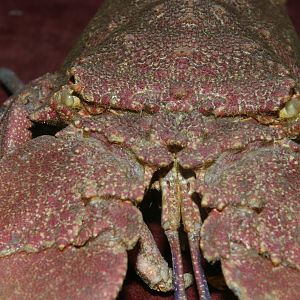 display moult of NZ slipper lobster (Arctides antipodum)