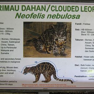 clouded leopard signage