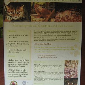 Bornean wild cats signage