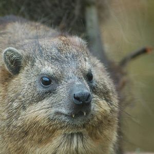 Cape hyrax in the ancient city