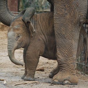 Asian elephantcalf Kina