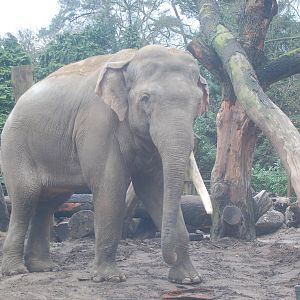 Asian elephantbull Alexander