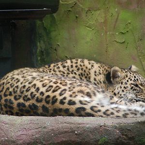 Persian leopard