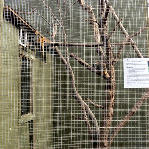 Emperor tamarins at RSCC, 2 April 2010