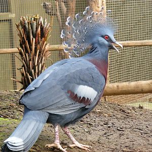 Victoria crowned pigeon at RSCC, 2 April 2010