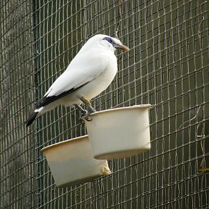 Bali starling at RSCC, 2 April 2010