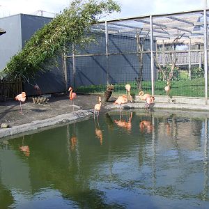 Cuban flamingoes and Madagascan teals at RSCC, 2 April 2010