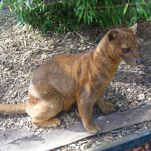 Fossa at RSCC, 2 April 2010
