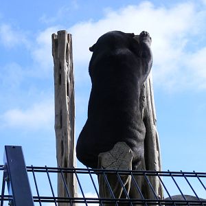 Malayan sun bear at RSCC, 2 April 2010