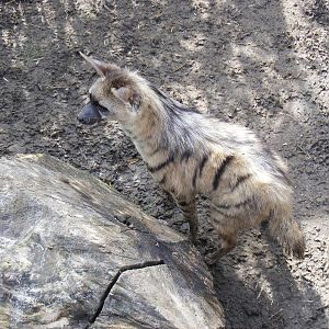 Aardwolf at RSCC, 2 April 2010