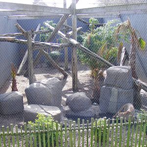 Puma/clouded leopard enclosure at RSCC, 2 April 2010