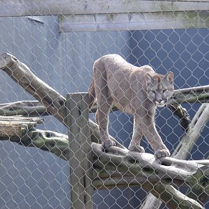 Puma at RSCC, 2 April 2010