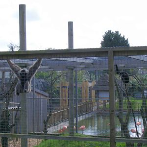 Pileated gibbons at RSCC, 2 April 2010